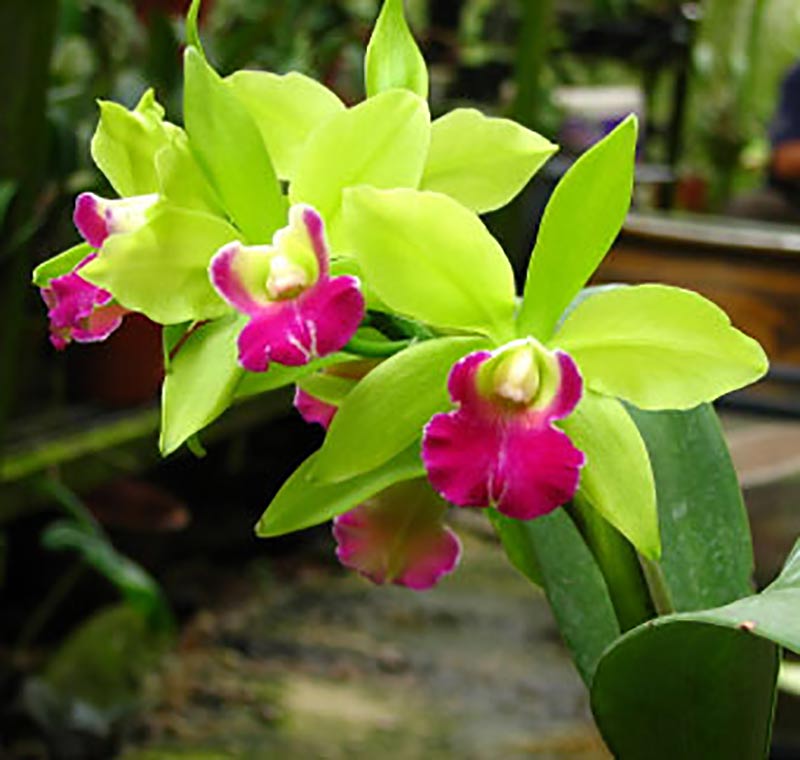 Orkidé Cattleya med lime- och cerisefärgad blomma