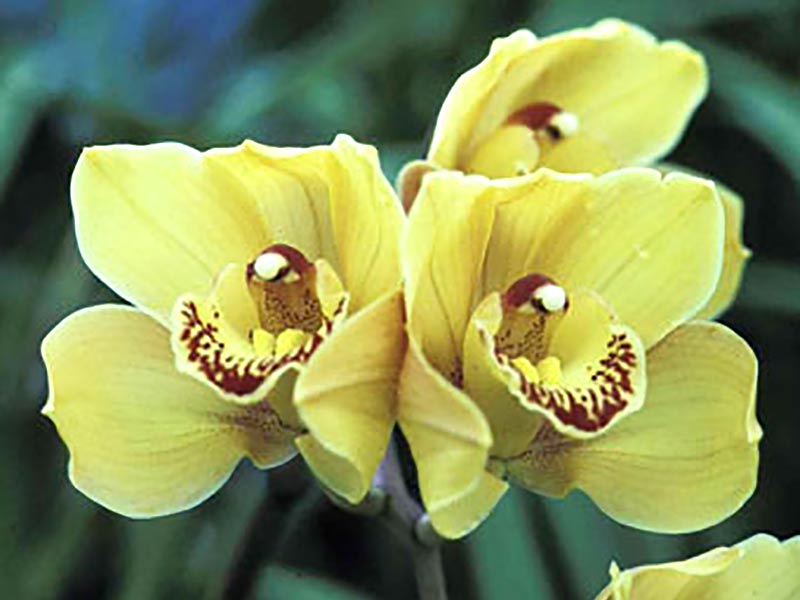 Gulblommande orkidé Cymbidium