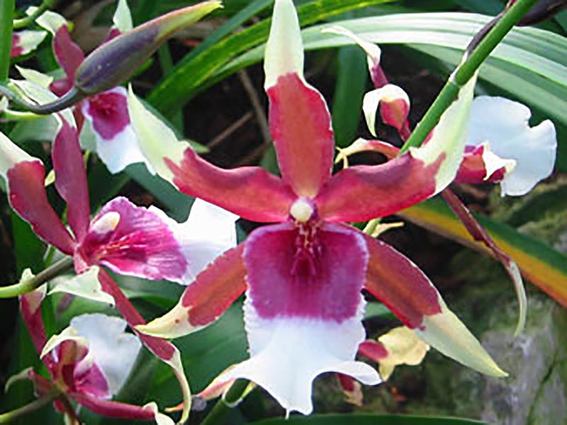 Blommande orkidé Odontoglossum