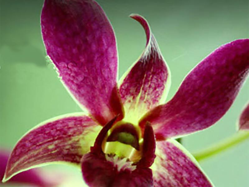 Orkidé Odontoglossum med lila blomma