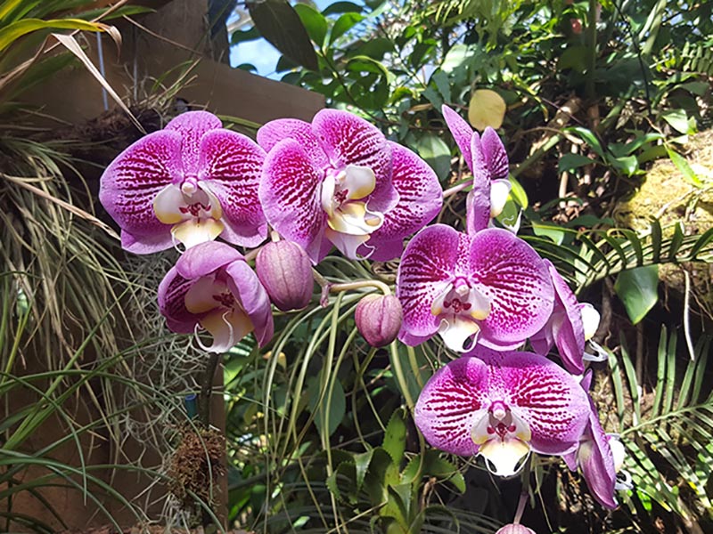 Brudorkidé Phaleonopsis med rosa blommor