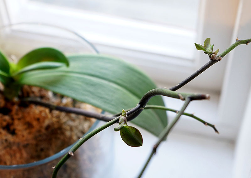 Små orkidéplantor växer ut på blomstängeln