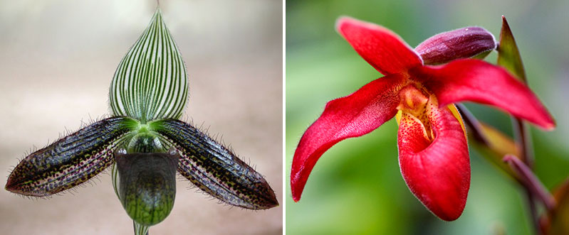 Paphiopedilum wardii venussko och röd orkidé