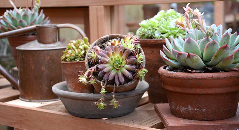 Echeveria suckulent krukväxt Echeveria suckulent krukväxt