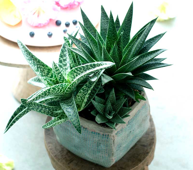 Gasteria suckulent krukväxt Gasteria suckulent krukväxt