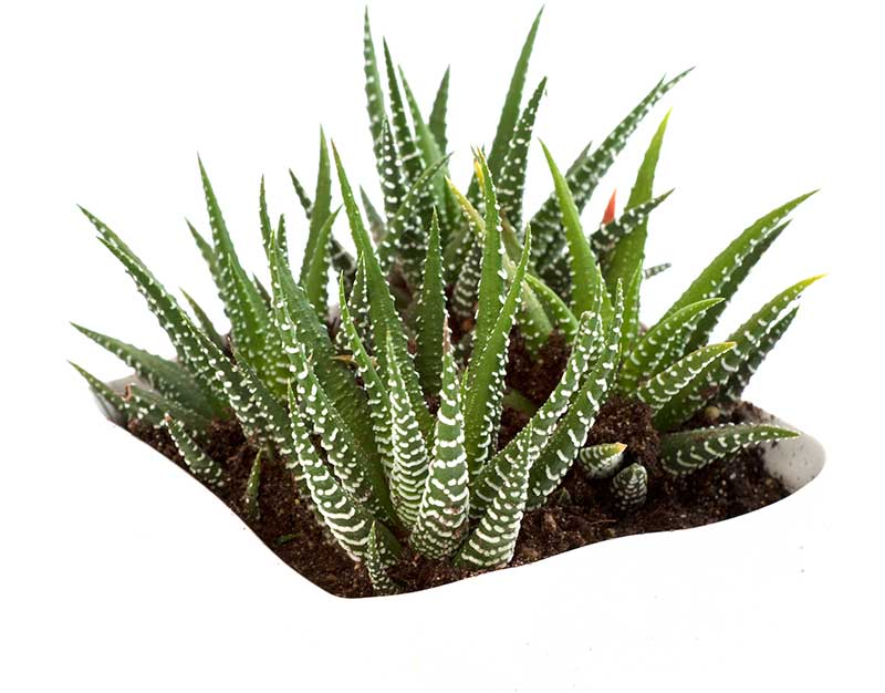 HAworthia suckulent krukväxt HAworthia suckulent krukväxt