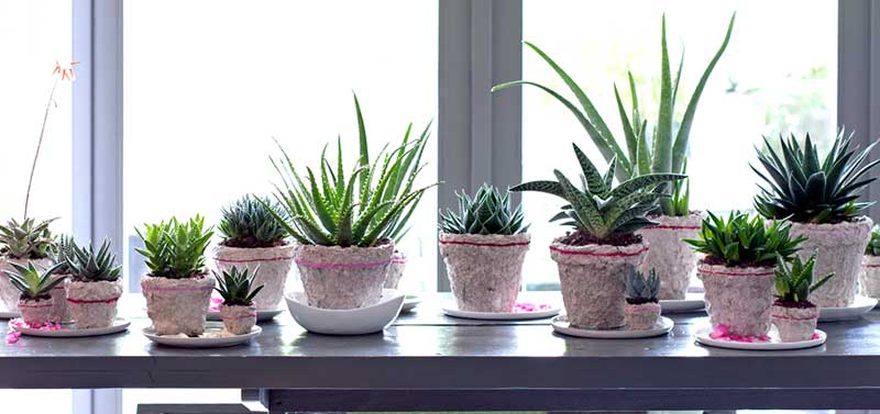 Samling av olika suckulenter aloe som krukväxt Samling av olika suckulenter aloe som krukväxt