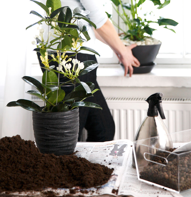 Omplantering av blommande krukväxter