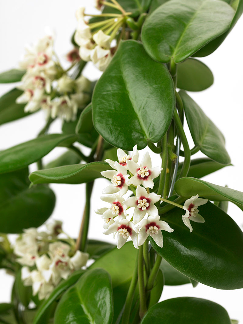 Porslinsblomma Hoya