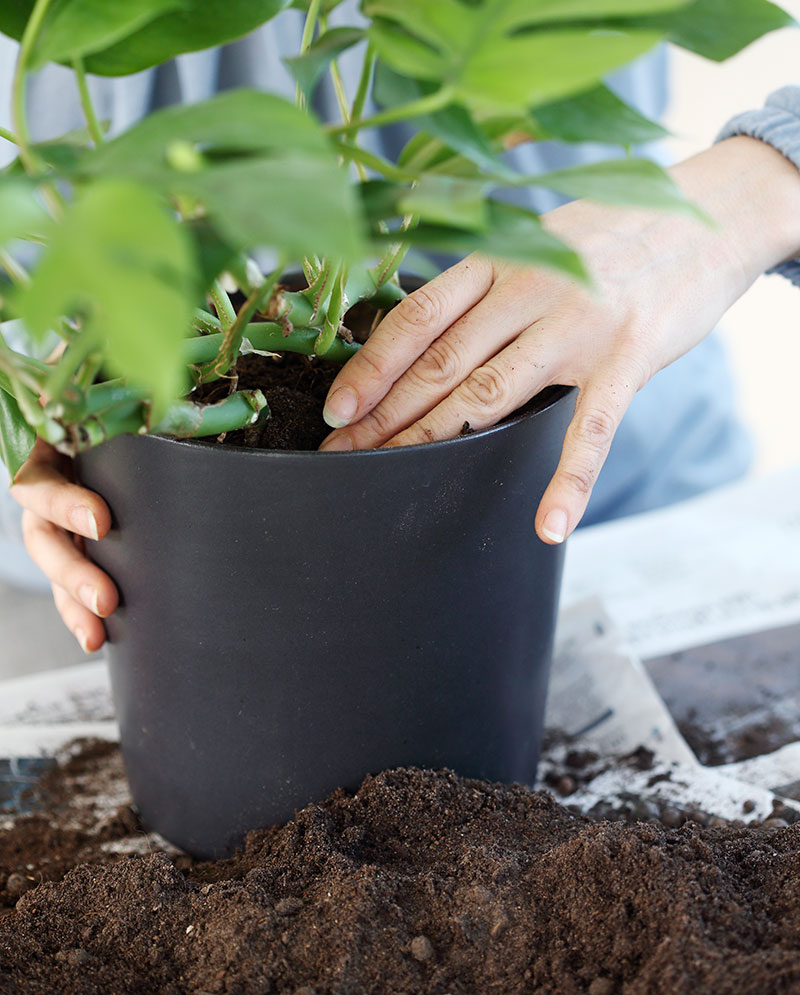 Plantering av krukväxt i jord