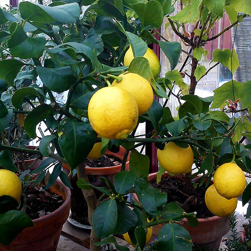 Övervintring av citronträd i uterum - LL Övervintring av citronträd i uterum - LL