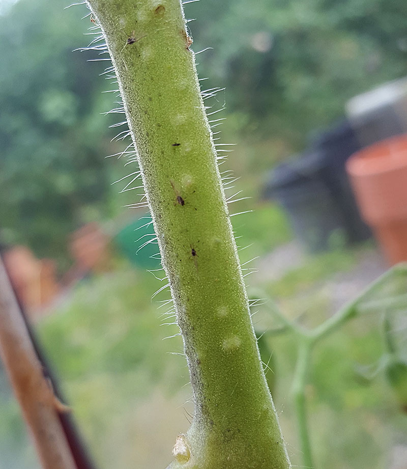 Små insekter som fastnat på tomatstjälken