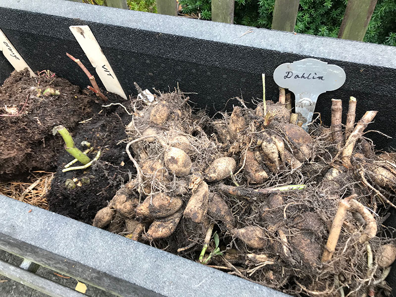 övervintring av sommarblommande knölväxter dahlia gladiolus begonia