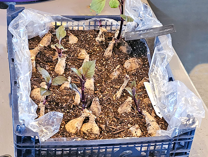 Dahliaknölar som drivs i en plantlåda Dahliaknölar som drivs i en plantlåda