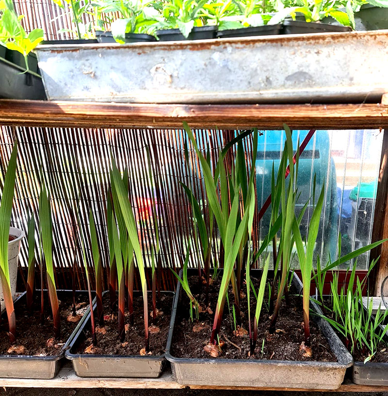 Gladiolus under drivning i växthus