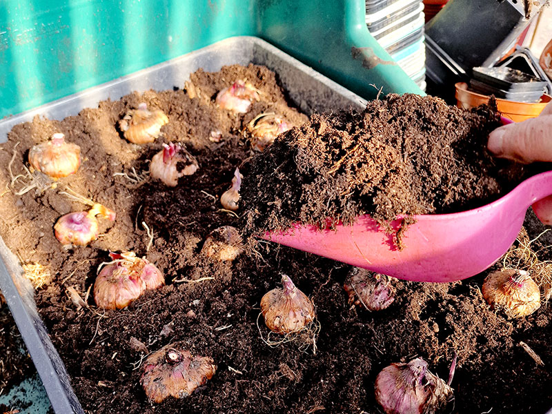 Förodling, drivning av gladiolusknölar