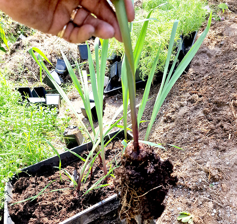 Utplantering av förodlad gladiolus