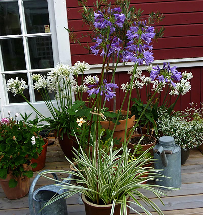 Agapanthus med olika blomfärger