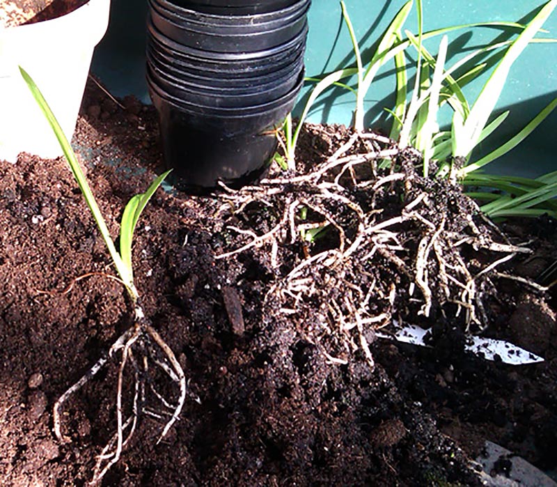 Frösådda plantor av Agapanthus under omskolning