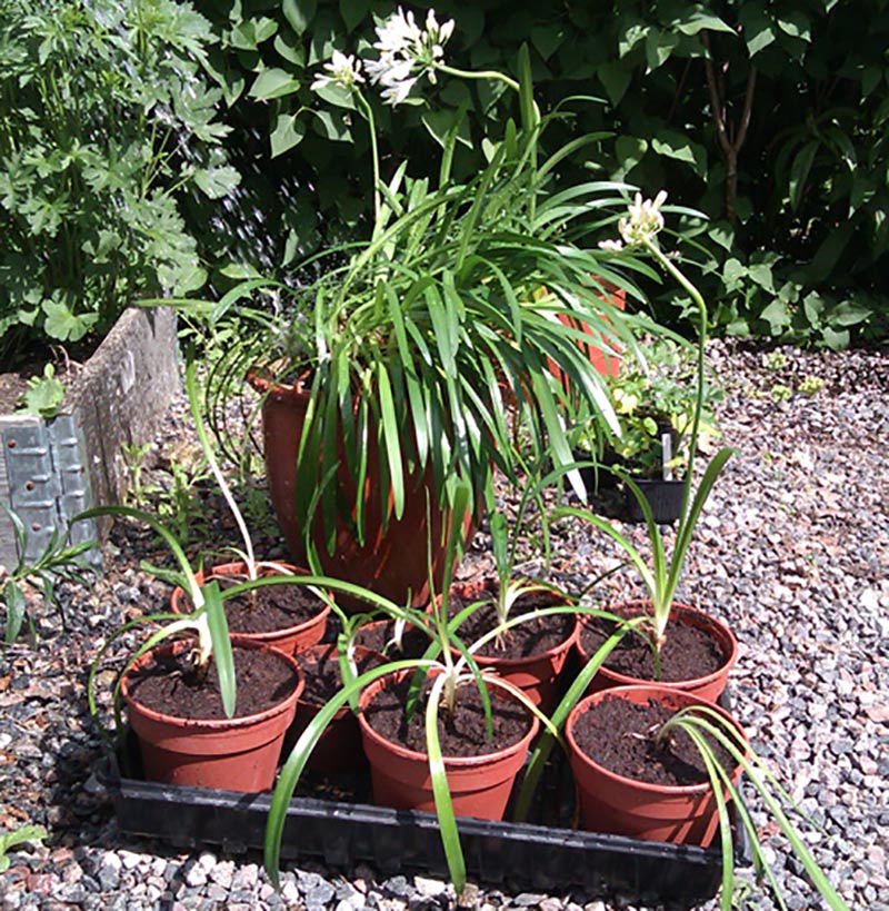 Nya små plantor av Agapanthus efter delning planterade i krukor