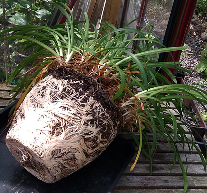 Kraftigt rotsystem hos Agapanthus