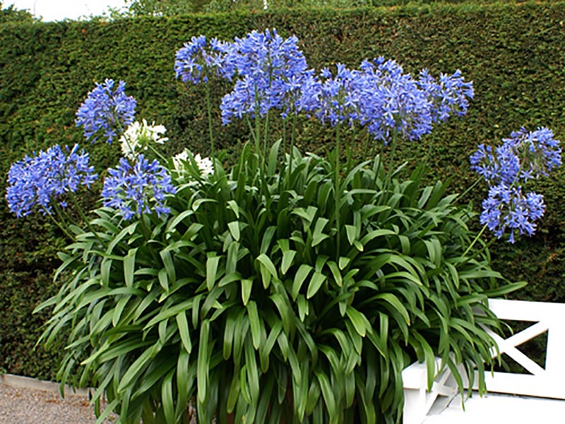 Stor planta av afrikansk lilja Agapanthus praecox