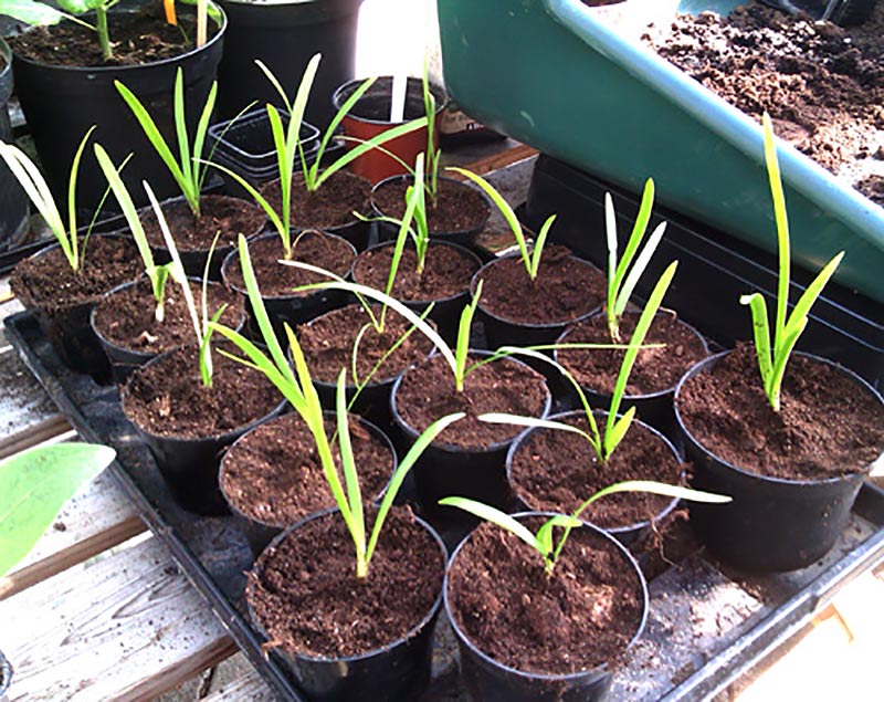 Omplanterade fröplantor av Agapanthus