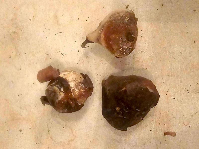 mögliga tulpanlökar