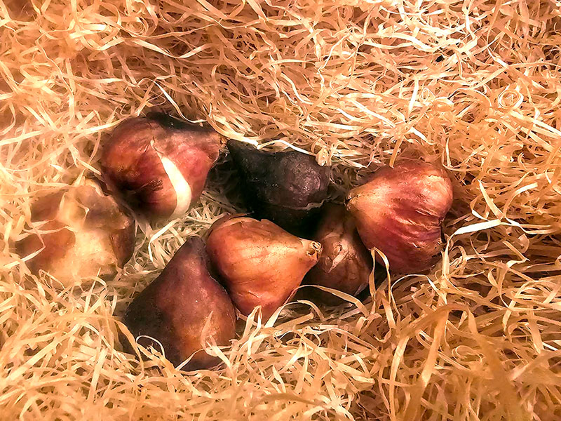 förvara lökar svalt och mörkt