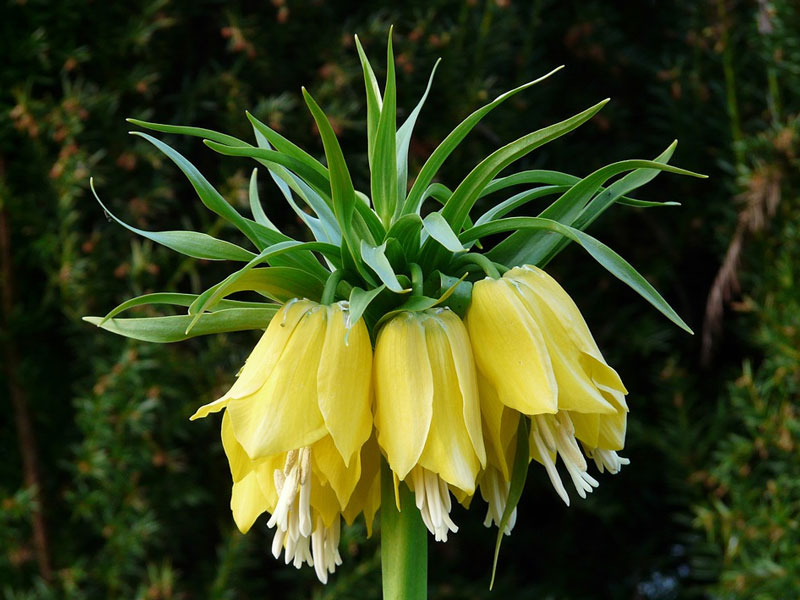Kejsarkrona Lutea - px
