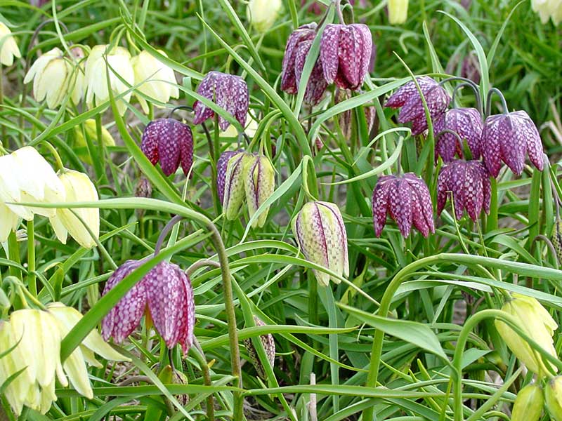 Kungsängslilja med rutiga blommor