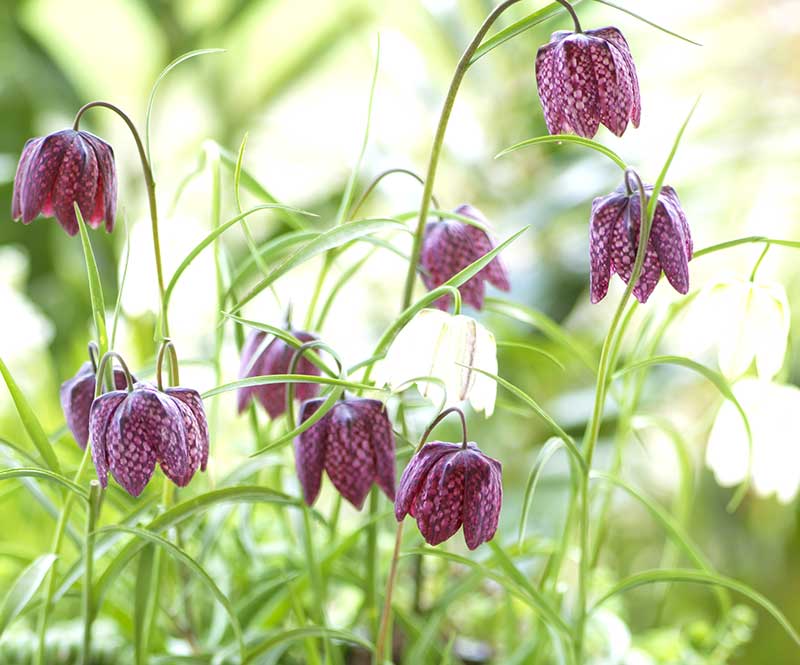 Kungsängslilja med rutig blomma