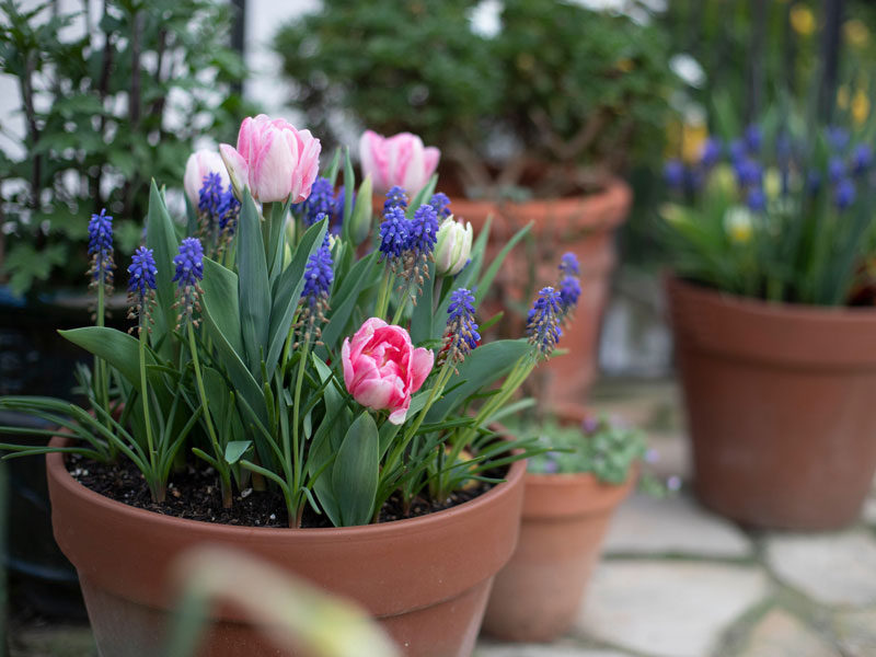 Pärlhyacint och tulpaner - AS