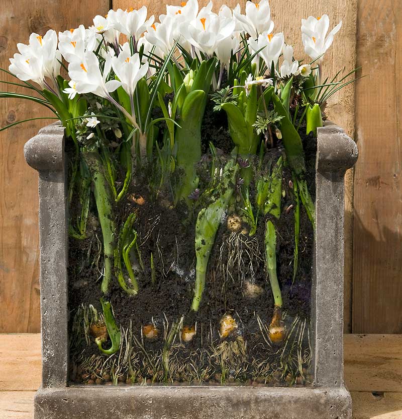 Löklasagne i utekruka med olika vårblommande lökväxter- IB Löklasagne i utekruka med olika vårblommande lökväxter- IB