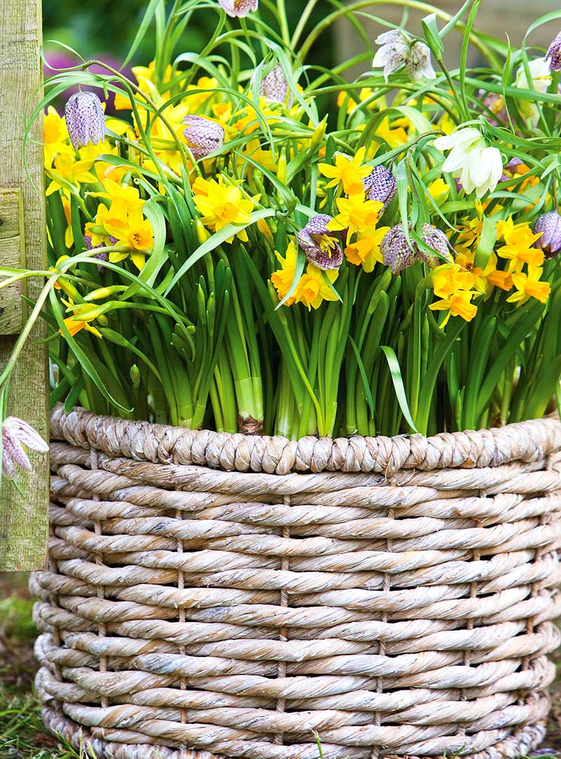 Kungsängslilja och narcisser i utekruka planterade i lager som lasagne