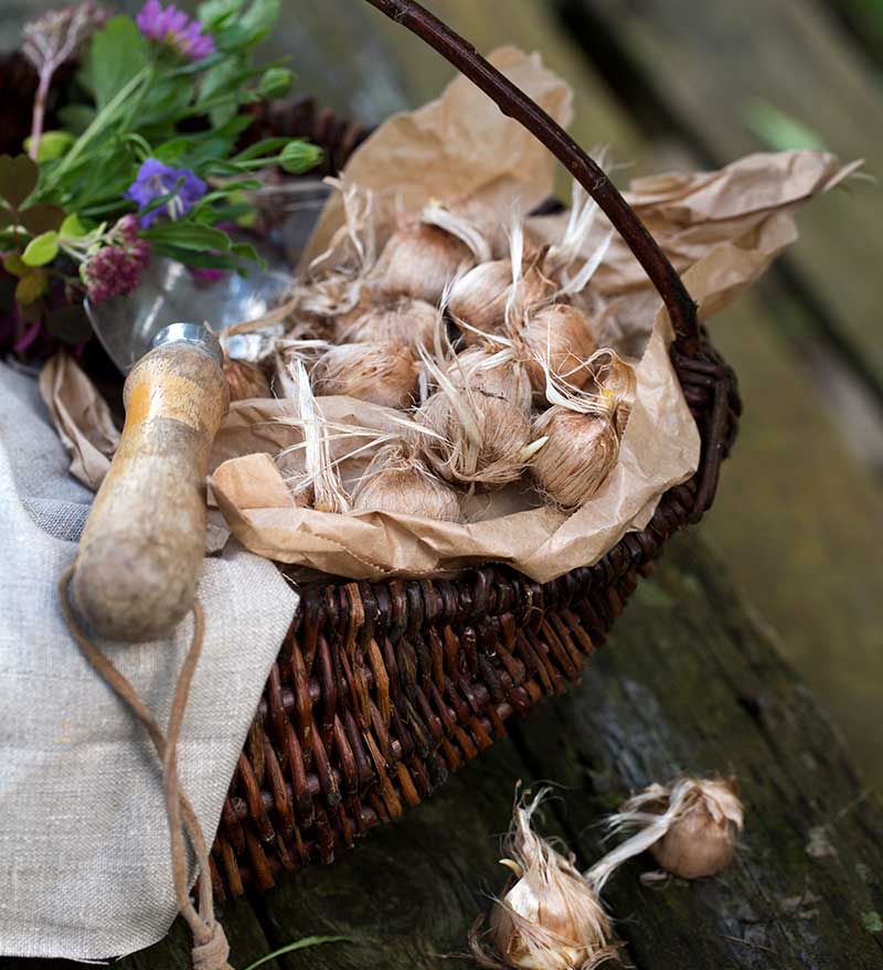 Plantering av krokus knölar