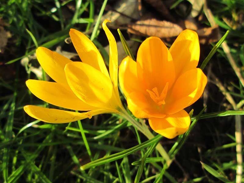 Gullkrokus blomma