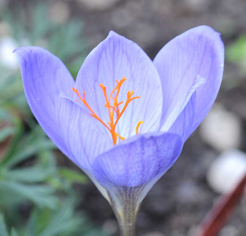 Höstkrokus blomma