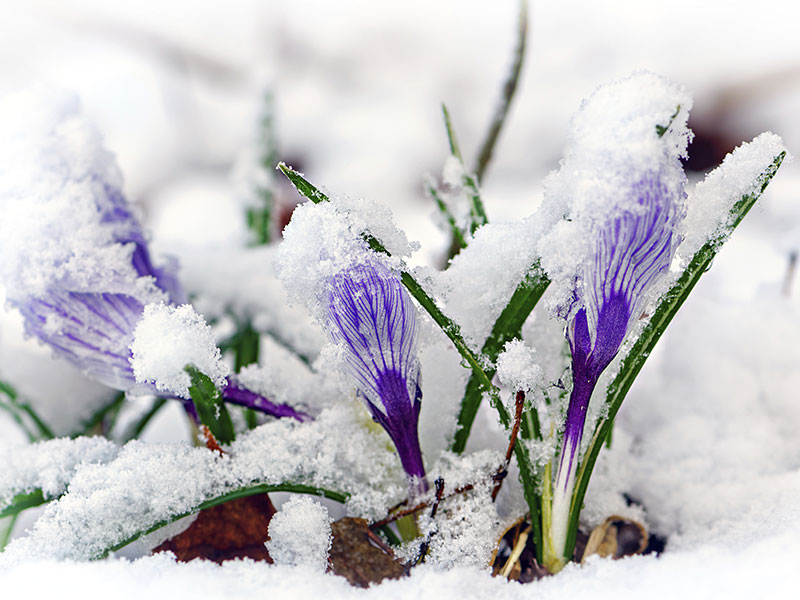 Krokus i snö