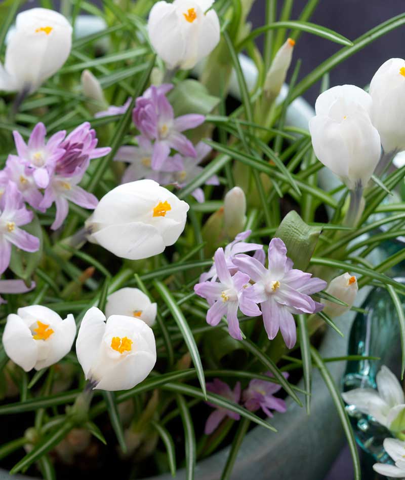 Krokus och vårstjärna i utekruka