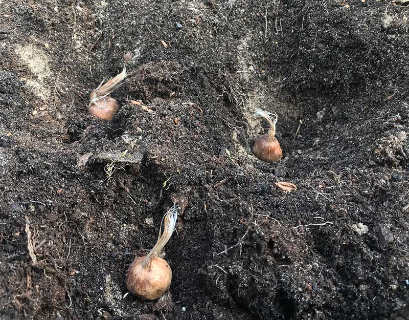 Plantering av krokus