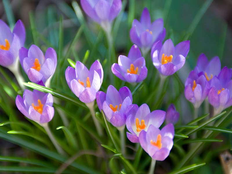 Snökrokus lila blomma