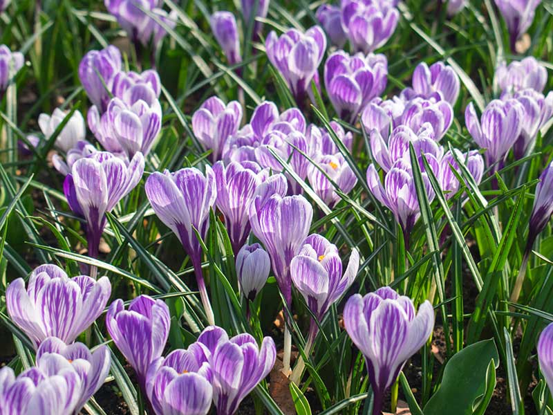 VÅrkrokus strimmig