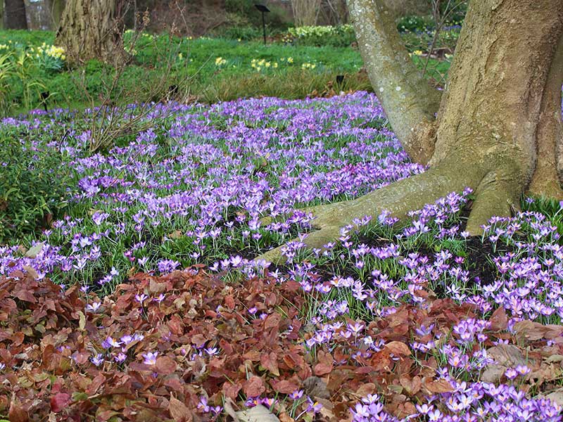 VÅrkrokus i plantering med träd och perenner