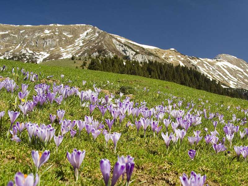 Vild krokus i Turkiet