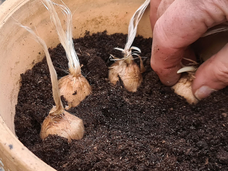 Plantering av krokus knölar - LS