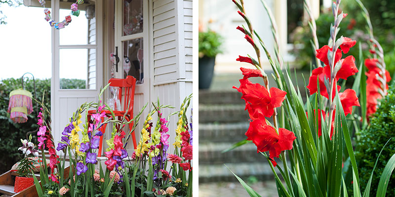 gladiolus I rabatt i trädgård gladiolus I rabatt i trädgård