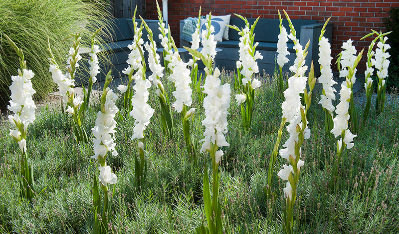 vita gladiolus i rabatt med prydnadsgräs och kryddörter
