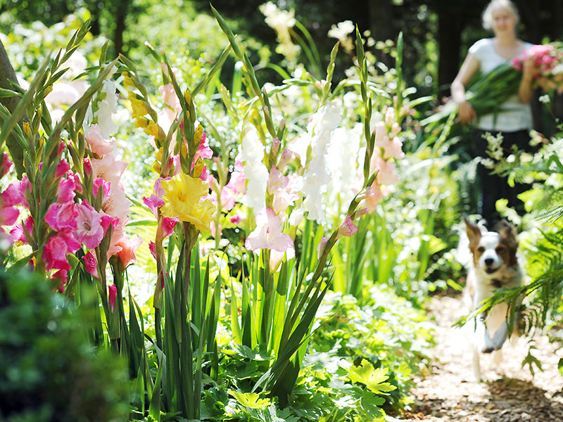Gladiolus I rabatt i trädgård