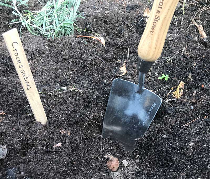 Plantering av saffranskrokus lökar i odlingsbädd
